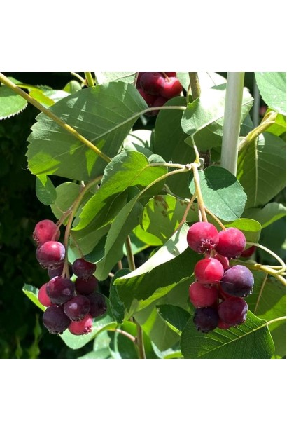 Ірга деревовидна Robin Hill плоди